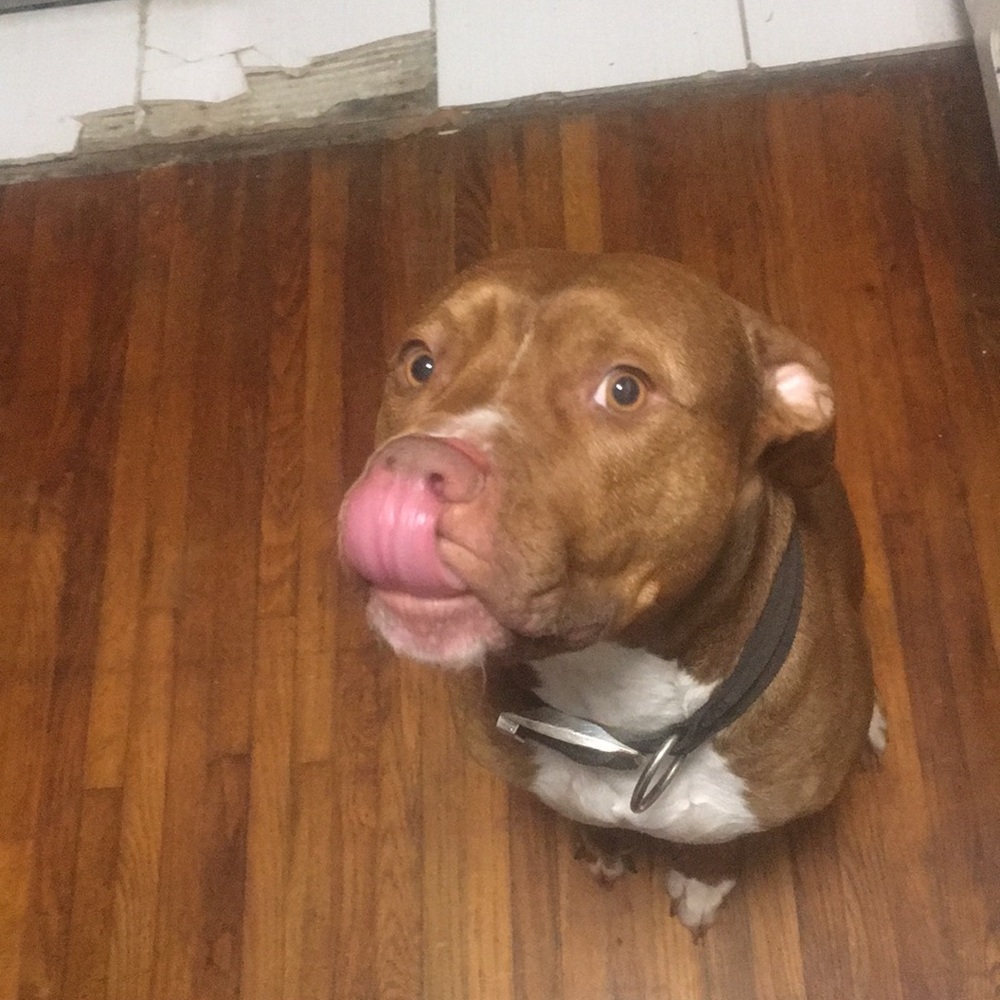 Meet your Posher, Nicholas